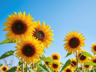 Obraz premium Autumn background with vibrant sunflowers in full bloom against a clear blue sky, outdoors