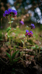 flowers in the forest