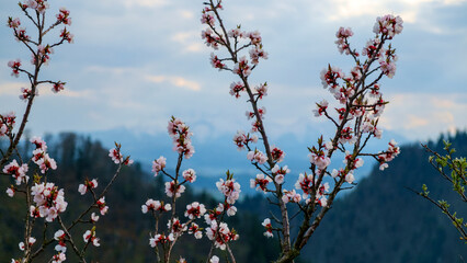 Cherry blossom at top of the Three Crowns mountain Pieniny