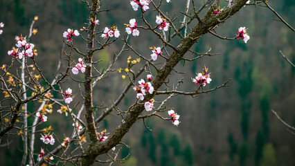 Cherry blossom at top of the Three Crowns mountain Pieniny