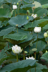 the white lotus flowers