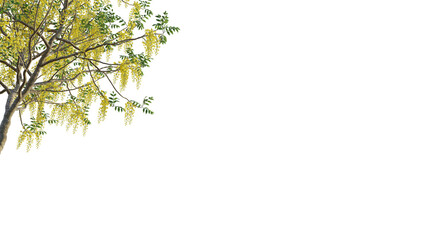 Cassia fistula tree corner 4k png cutout isolate