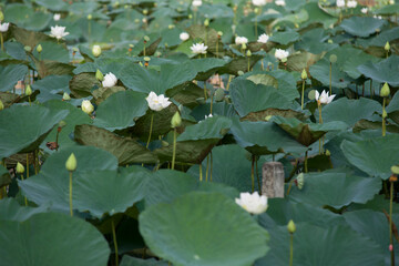 the white lotus flowers