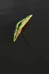 the lotus leaf