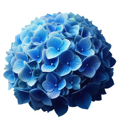 blue hydrangea bloom 