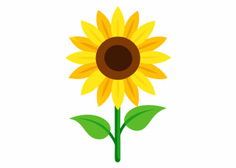 Minimalist Bright Yellow Sunflower Illustration with Green Leaves. sunflower vector illustration, white background