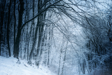 frozen tree in magical winter forest