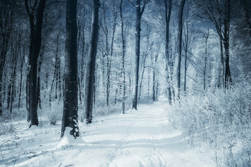 snow covered road in winter forest landscape