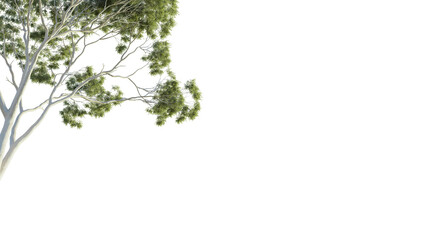 Eucalyptus tree corner 4k png cutout isolate