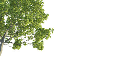 Acer tree corner 4k png cutout isolate