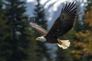 Obraz premium Bald Eagle in Flight over Forest Landscape