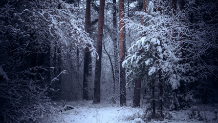 Dark and mystery winter pine forest in cloudy morning. Dreamy landscape