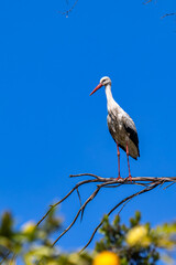 White Storks, Ciconia ciconia at Povoa e Meadas Dam in Castelo de Vide, Alentejo, Portugal