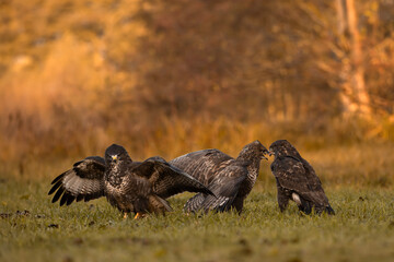 Stado myszołowów o poranku © M