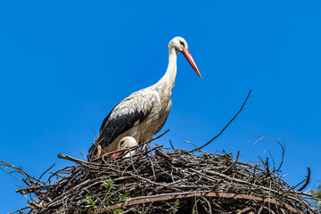 White Storks, Ciconia ciconia at Povoa e Meadas Dam in Castelo de Vide, Alentejo, Portugal