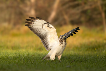 Biały myszołów rozkładający skrzydła © M