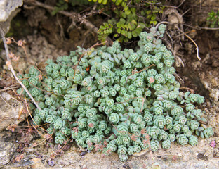 Wild Succulents