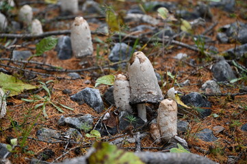 Coprins chevelus à Névache