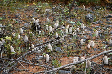 Coprins chevelus à Névache