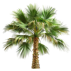 Fototapeta premium palm tree isolated on white