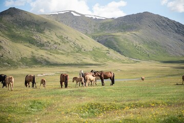 Obraz premium Mongolian horses grazing at summer pasture.