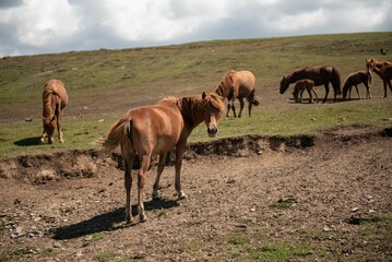 Mongolian horses grazing at summer pasture.