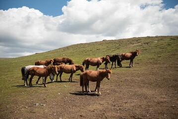 Mongolian horses grazing at summer pasture.