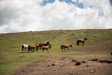 Mongolian horses grazing at summer pasture.