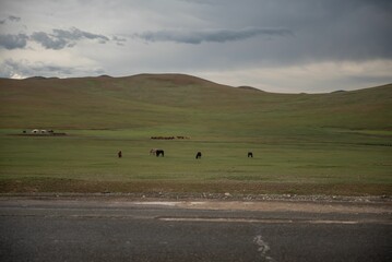 Obraz premium Mongolian horses grazing at summer pasture.