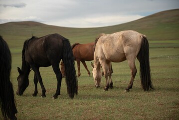 Obraz premium Mongolian horses grazing at summer pasture.