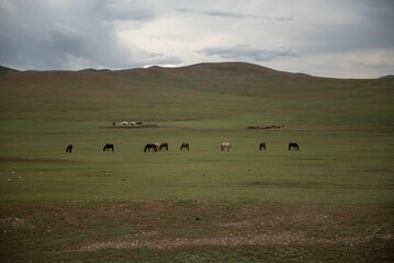 Obraz premium Mongolian horses grazing at summer pasture.