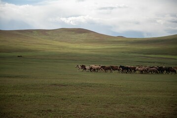 Mongolian horses grazing at summer pasture.