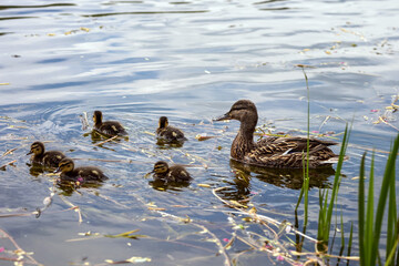 Mother duck with ducklings swim in the lake