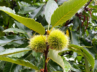 chestnuts on a tree