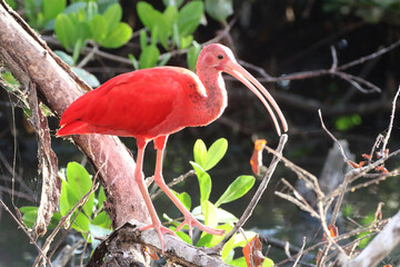 isolated Scarlet Ibis (Eudocimus ruber), perched in the middle of the mangrove