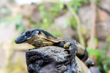 Portrait of a monitor lizard sitting on a tree in nature