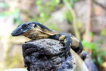 Portrait of a monitor lizard sitting on a tree in nature