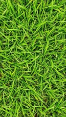 Naklejka premium Green grass line background with vibrant shades of green, perfect for nature or environmental concepts, organic
