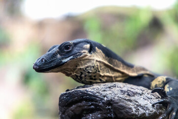 Portrait of a monitor lizard sitting on a tree in nature