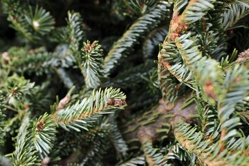 branches of a pine