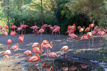 Naklejka premium A flock of pink flamingo birds in the park