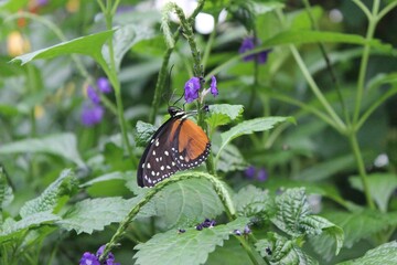 butterfly on flower