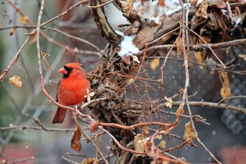 robin on a branch