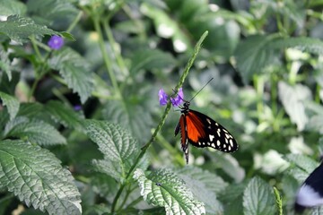 butterfly on flower