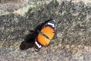 butterfly on the stone