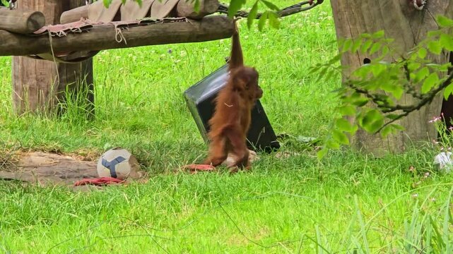little orangutan monkey baby climbs on trees and ropes