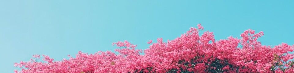 青空の下に咲く美しいピンクの花々の木々の風景