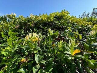 Yellow flowers and green leaves of flowering Honeysuckle Lonicera periclymenum. Lonicera...