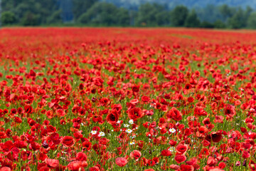Red poppy field.