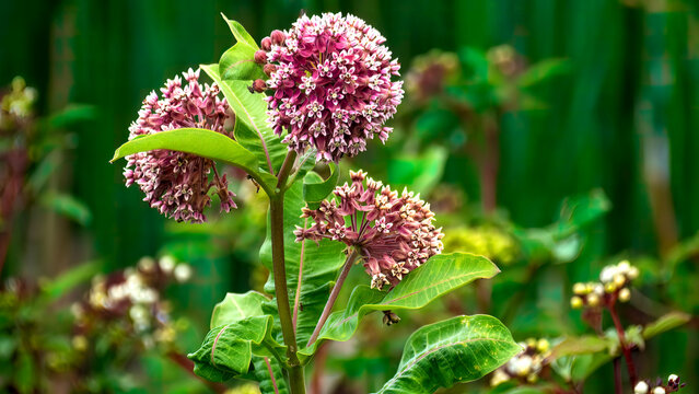 Common milkweed (Asclepias Syriaca) is blossoming